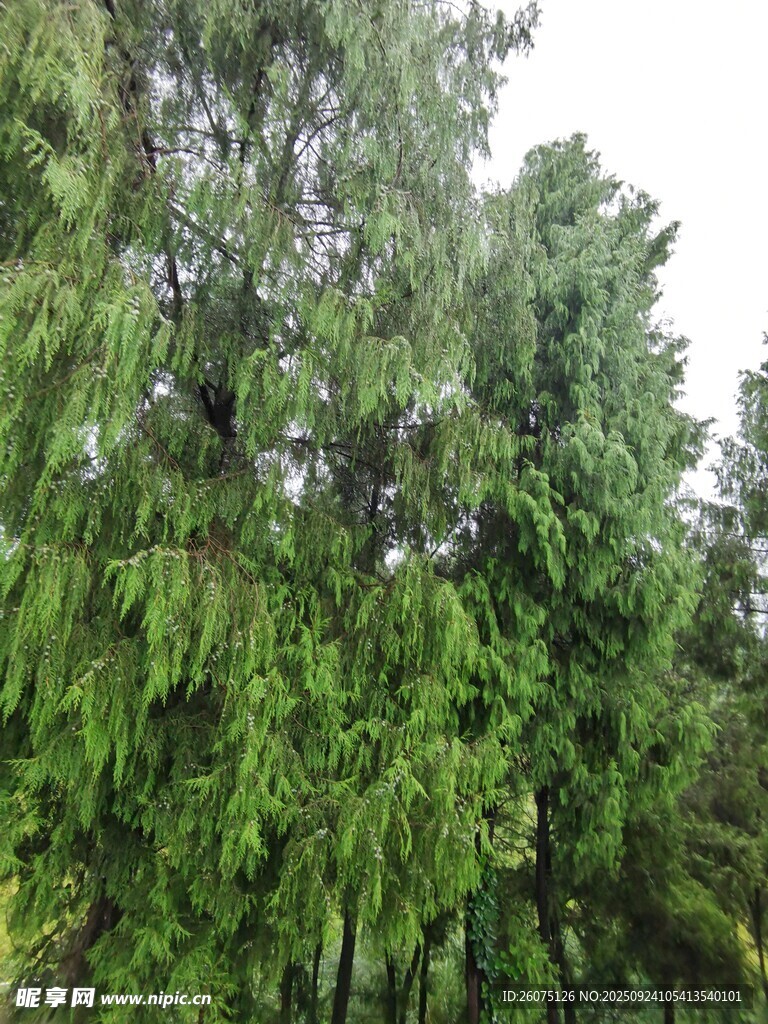 茂密葱郁的绿色树林