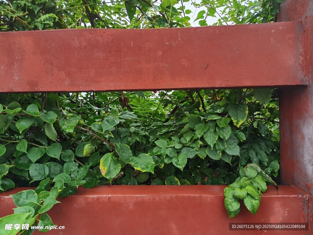 红栏上的翠绿藤蔓植物