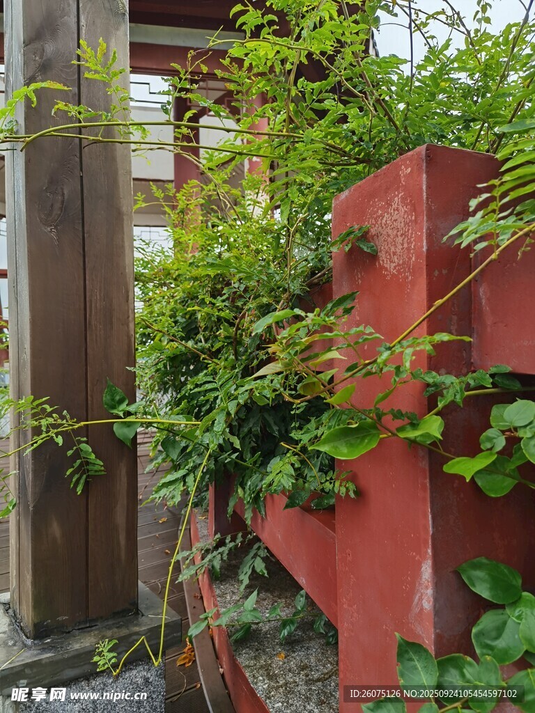 红墙绿植的自然小景