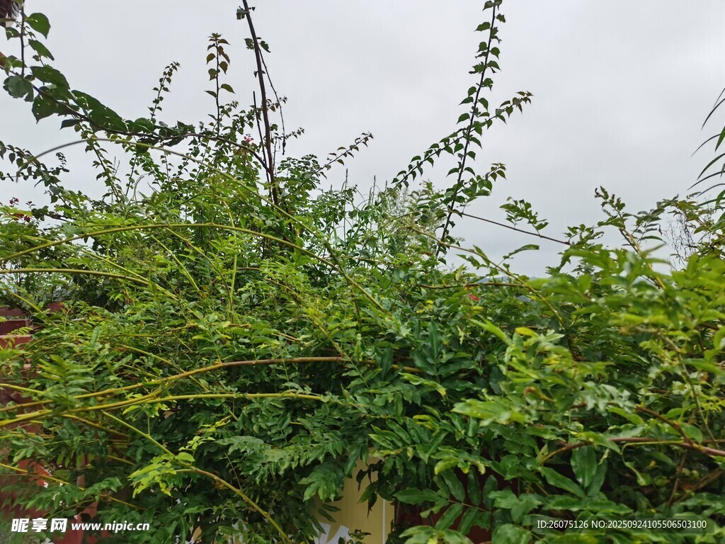 繁茂绿植攀附景象