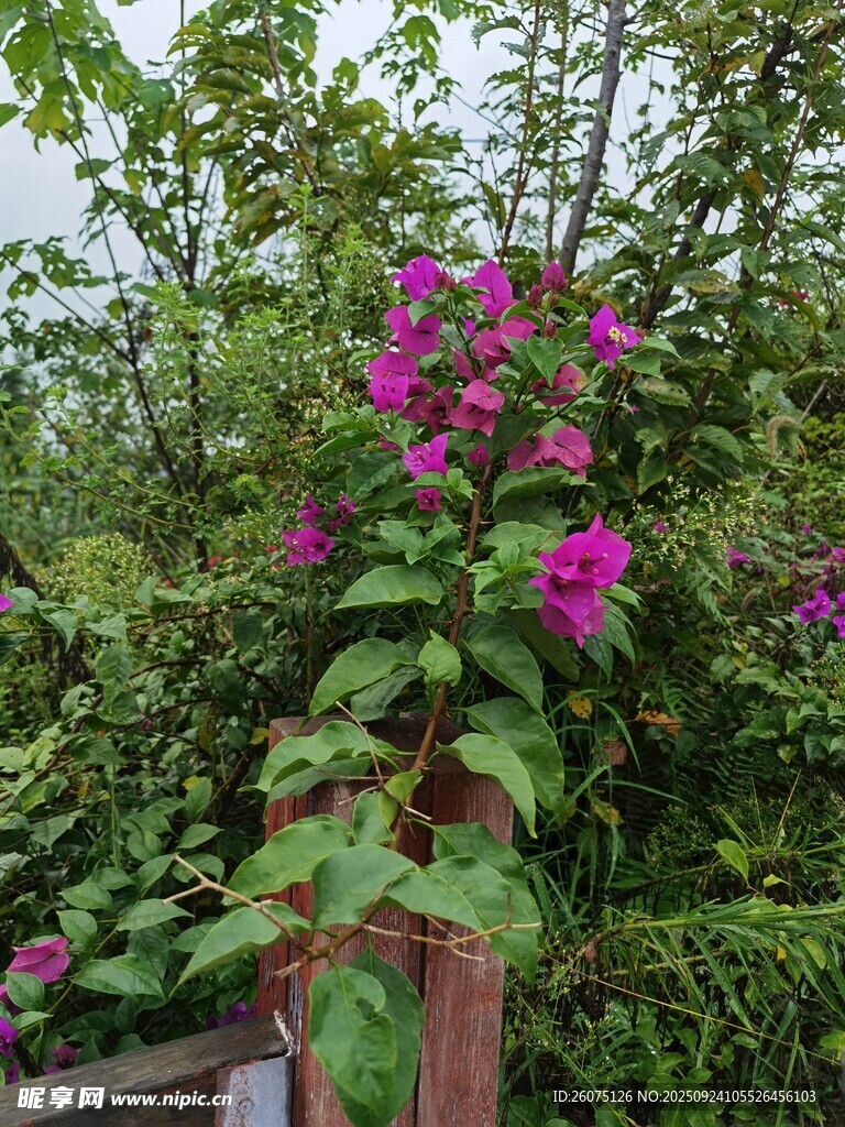 娇艳紫花绽放于绿植间