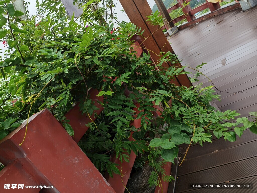 墙边翠绿藤蔓植物景观