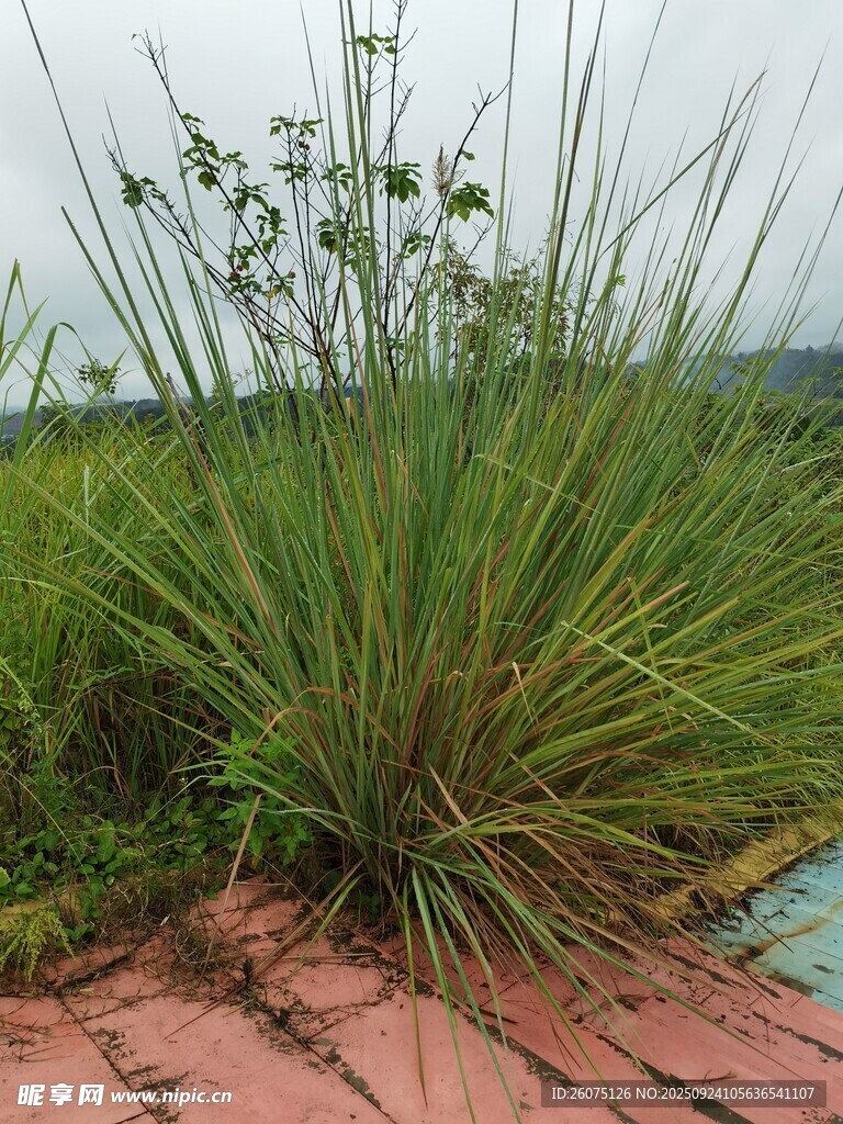 屋顶上的翠绿植物