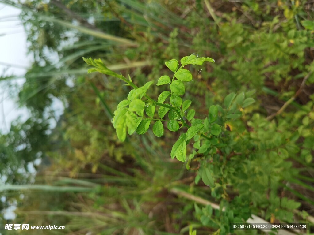 翠绿林间植物生机勃勃