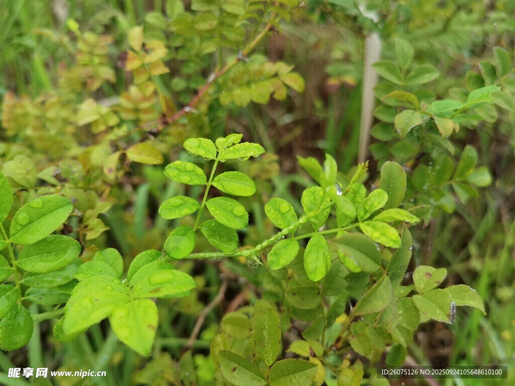 嫩绿植物生机盎然