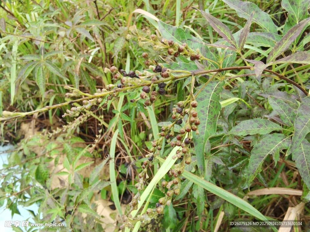 茂密绿植特写