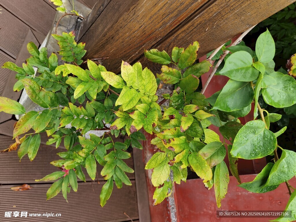 盆栽绿植清新自然景象