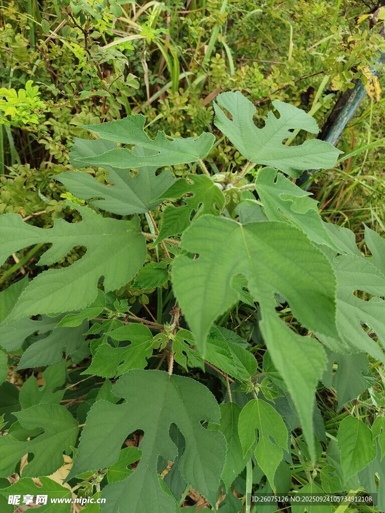 野外生长的绿色植物