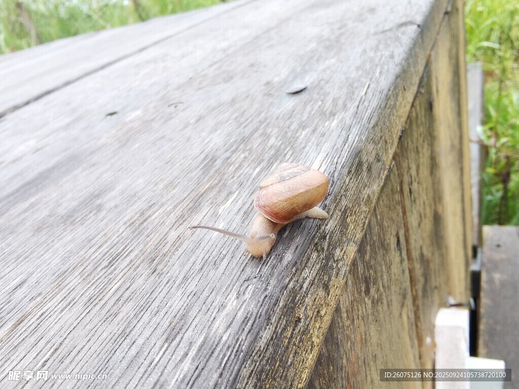 木面上的小蜗牛