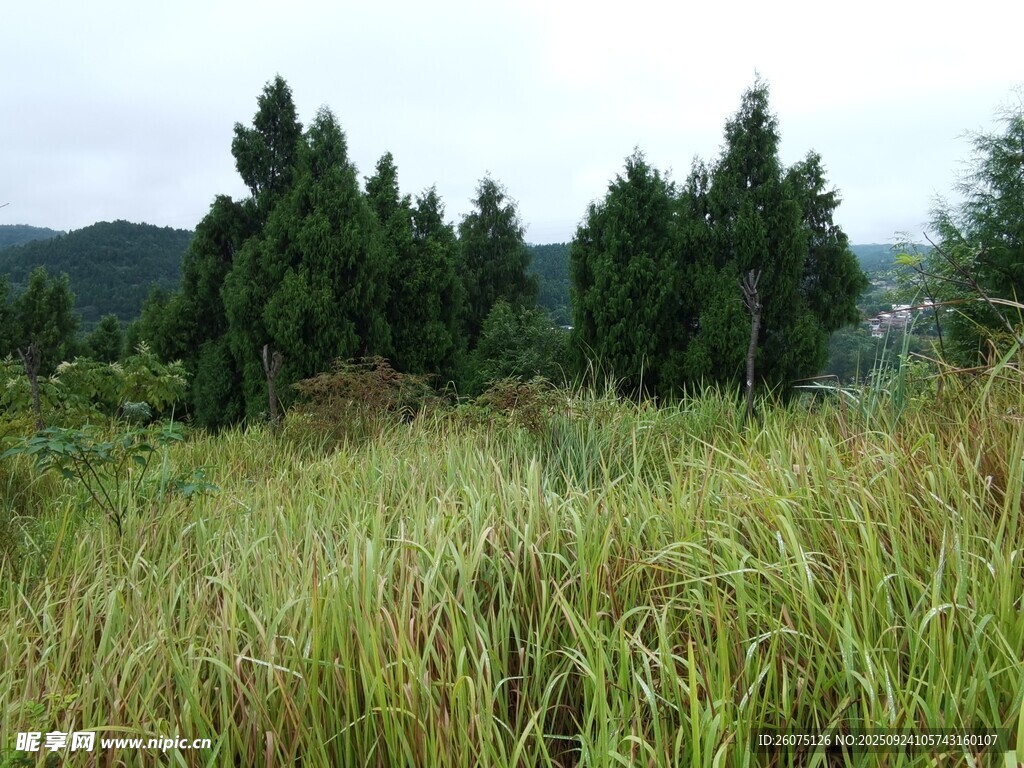 野外葱郁草地与树木景观