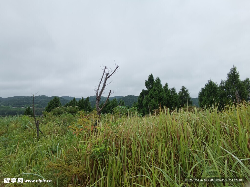 野外草地与稀疏树木景观