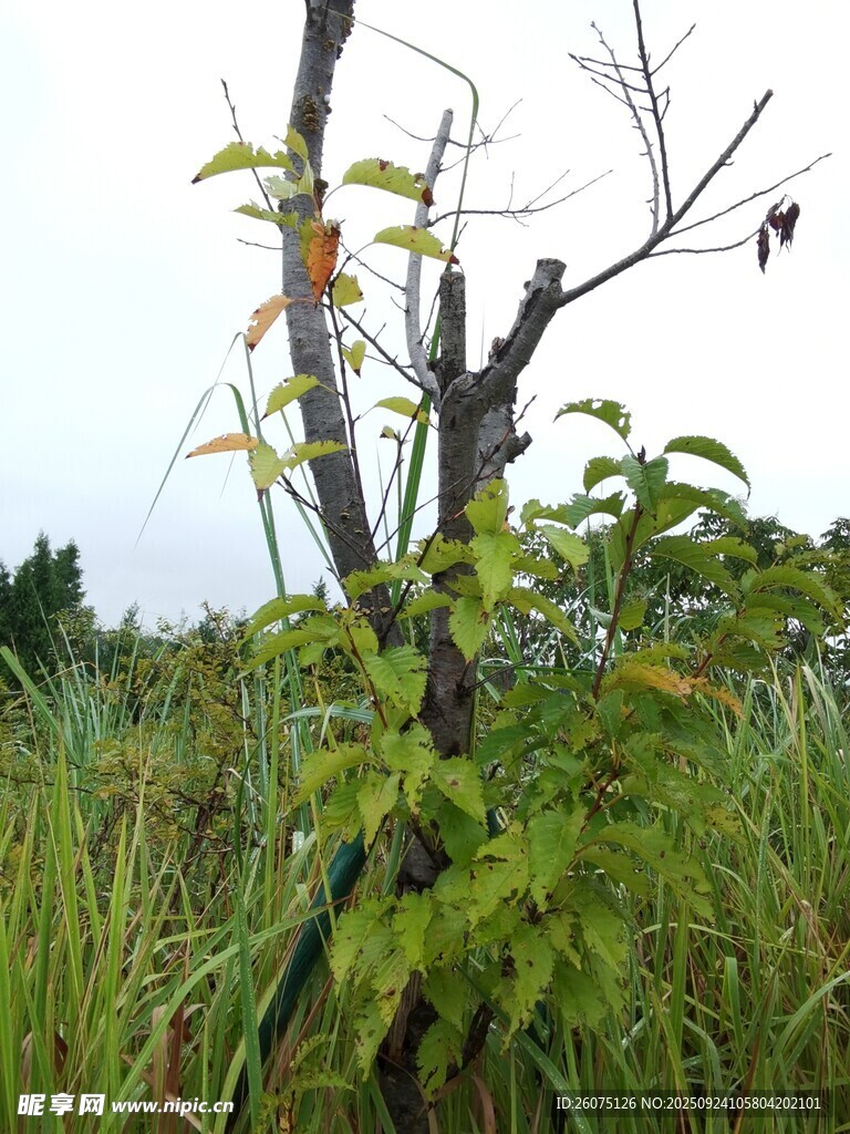 枯树旁的繁茂绿色植物