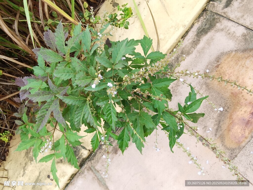 墙边生长的绿色植物