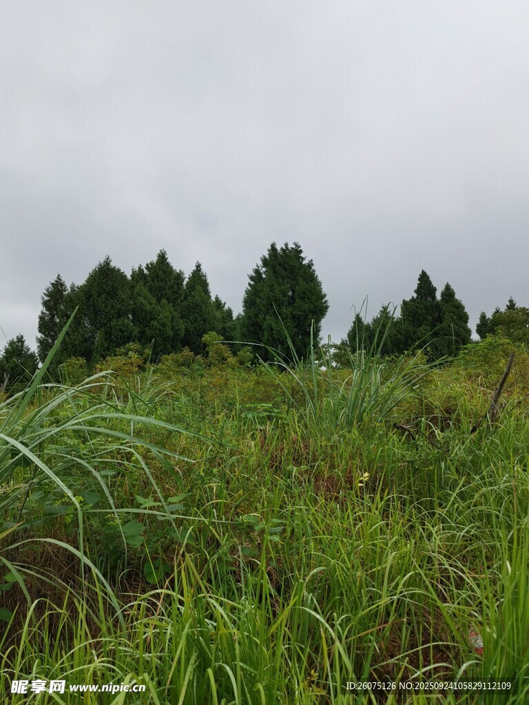 野外草地与远处树木景观