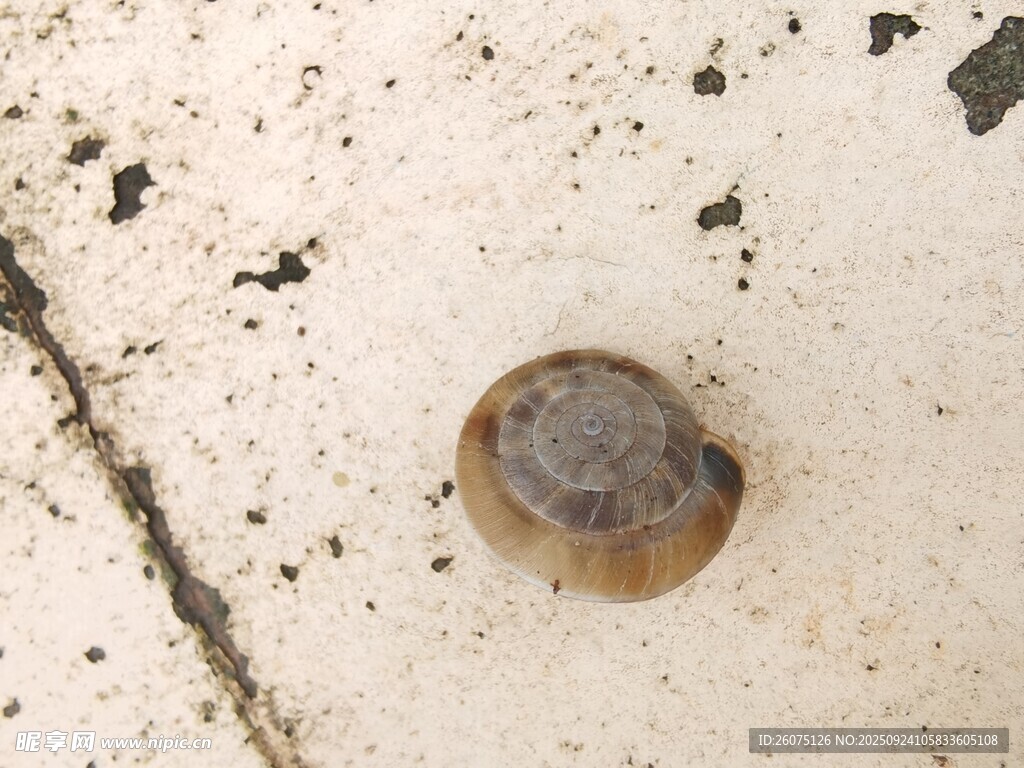 地面上的单颗蜗牛壳