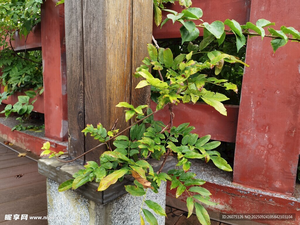 红墙绿植自然与建筑的邂逅