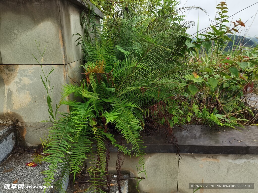 庭院角落的绿植景致