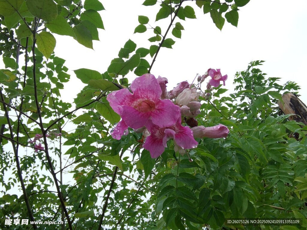 枝头绽放的娇艳粉色花朵