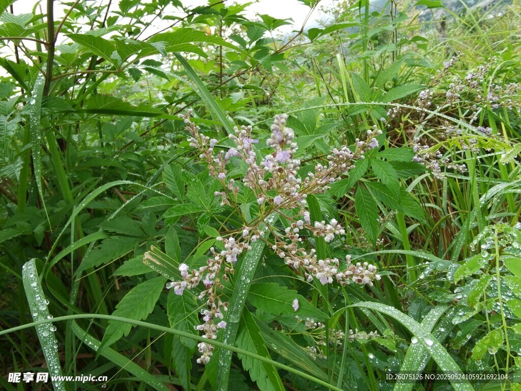 野外丛生的繁茂植物