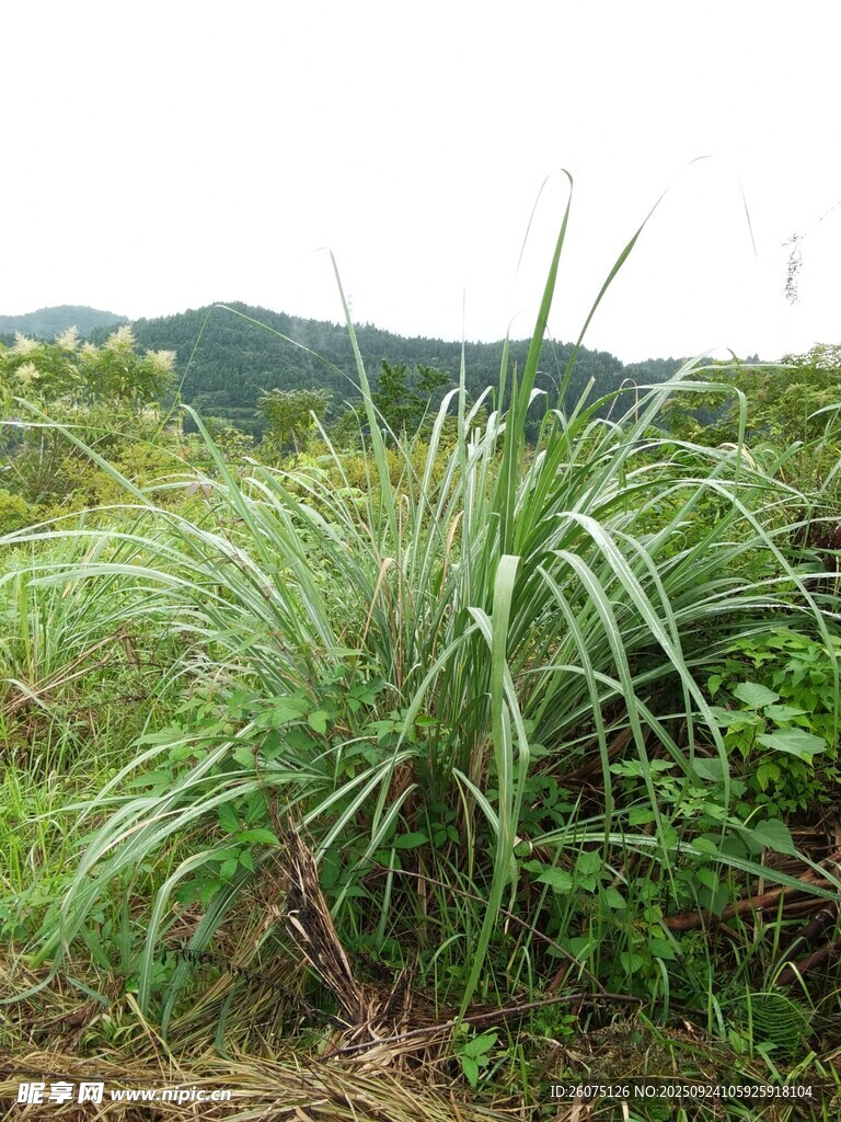田野中的茂盛绿色植物