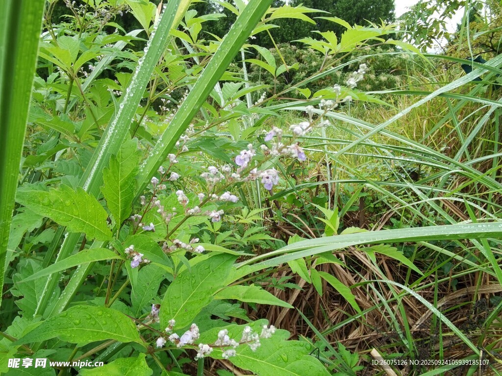 野外繁茂的绿色植物景观