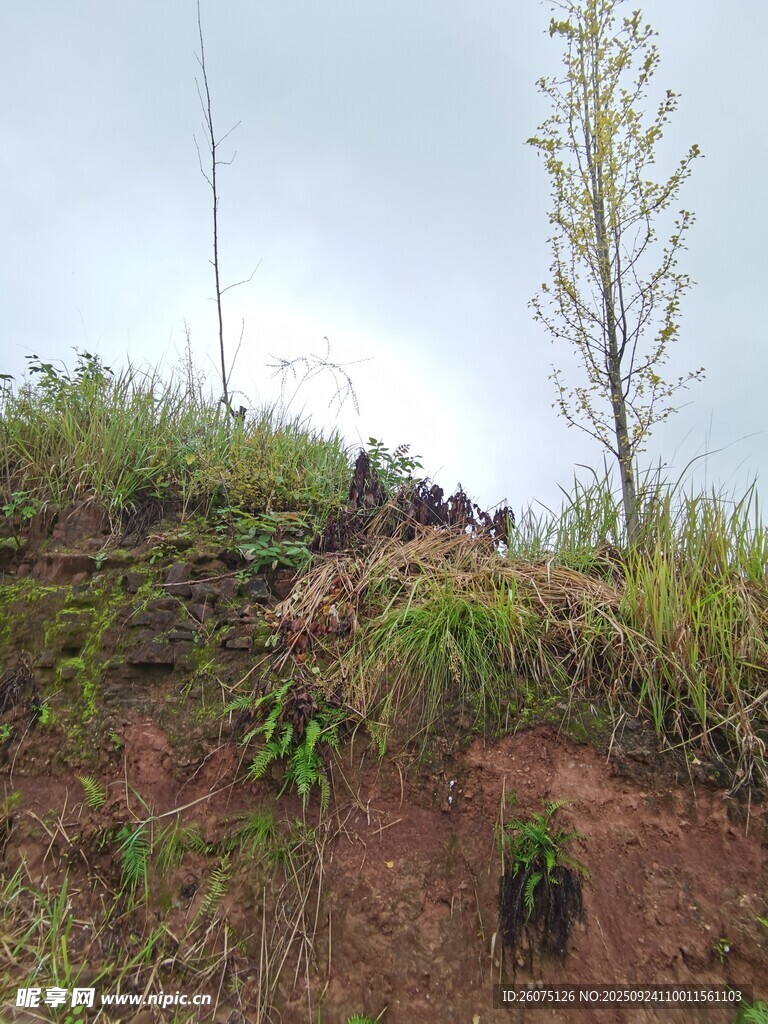 山坡上的绿植与小树