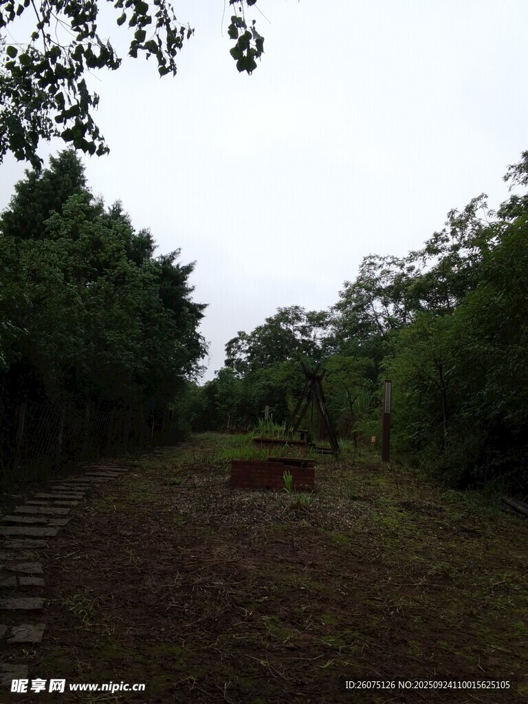 林间小径静谧自然景致