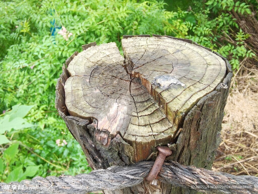 树桩截面与缠绕的绳索