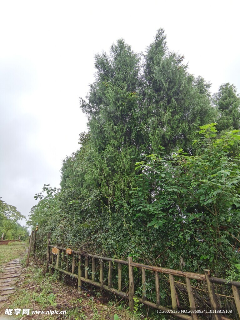 林间木栅栏旁的葱郁树木