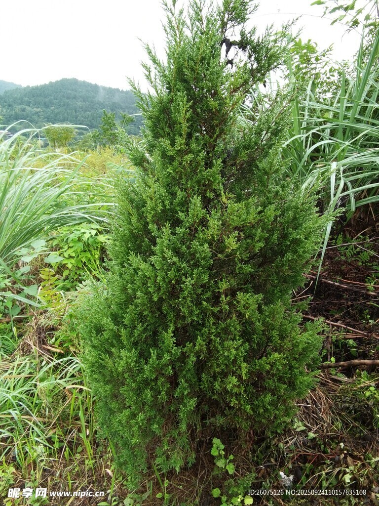 挺拔翠绿的单株小松树