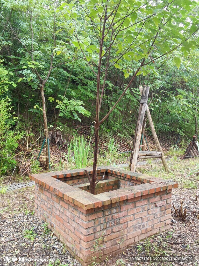 砖砌花坛中的小树