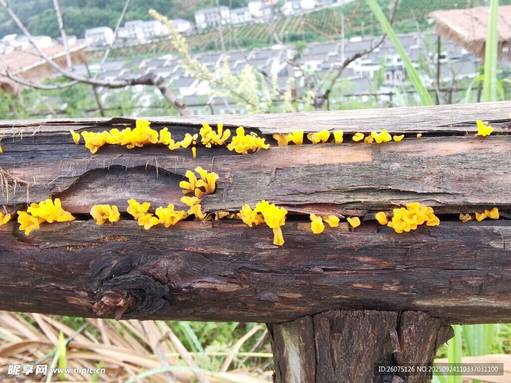 木杆上的黄色菌类