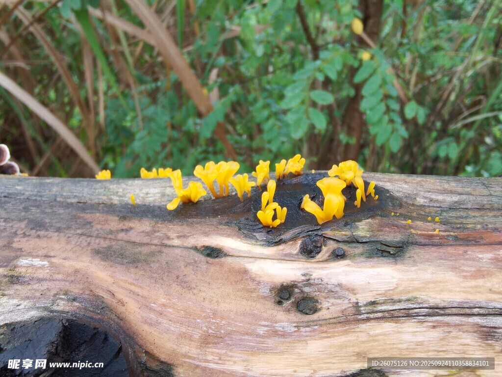木头上的黄色菌类植物