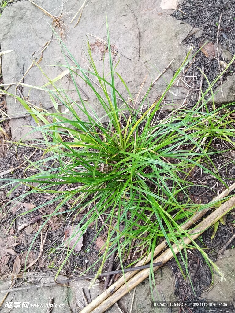 地面生长的嫩绿小草
