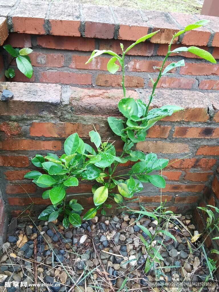 砖墙旁生长的翠绿植物