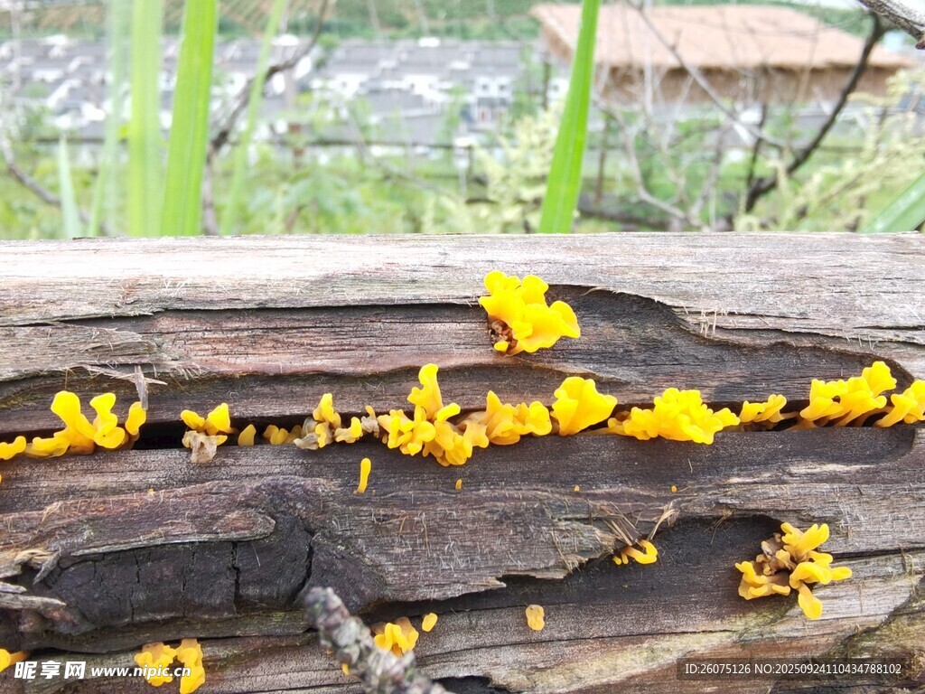 木头上的黄色菌类植物