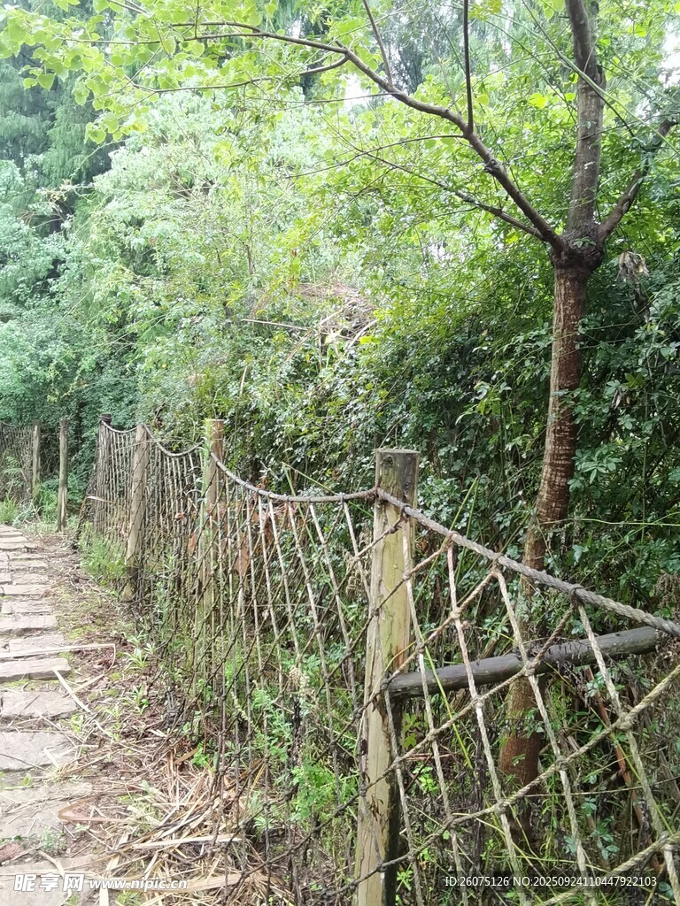 林间小径旁的网状围栏