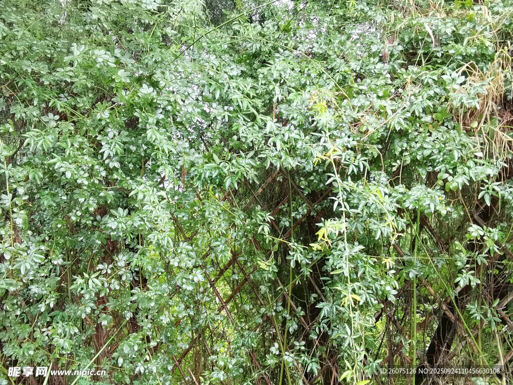 繁茂绿植景观