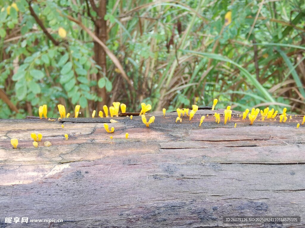 林间枯木上生长的黄色菌类