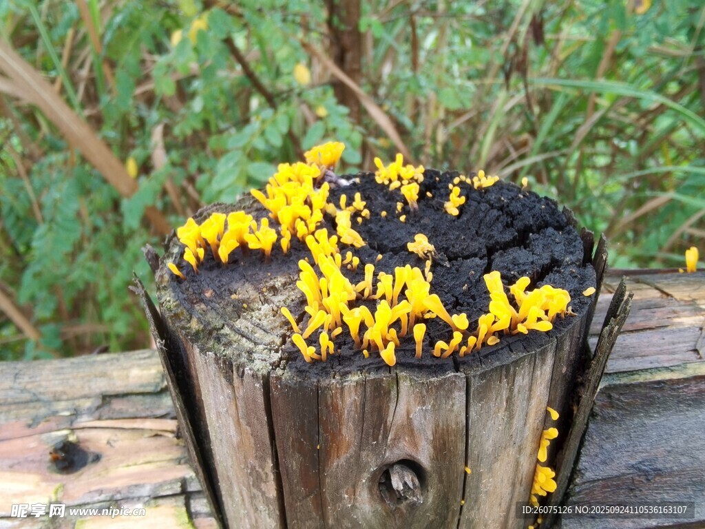 木桶中绽放的黄色菌类
