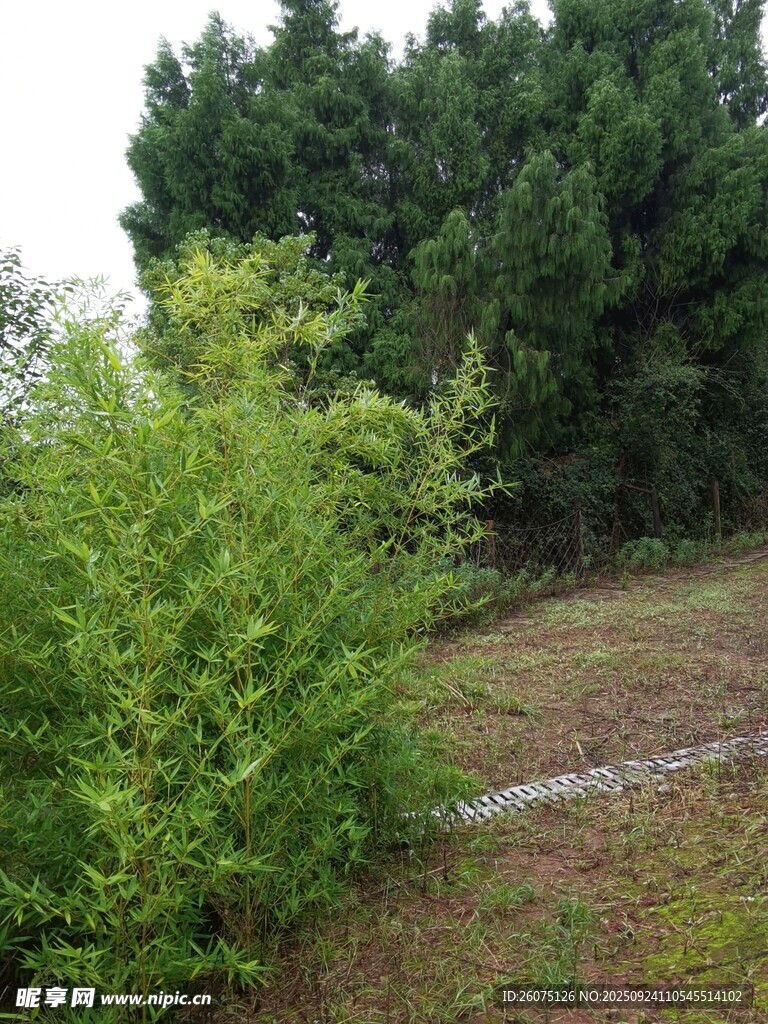 绿意盎然的林间小道