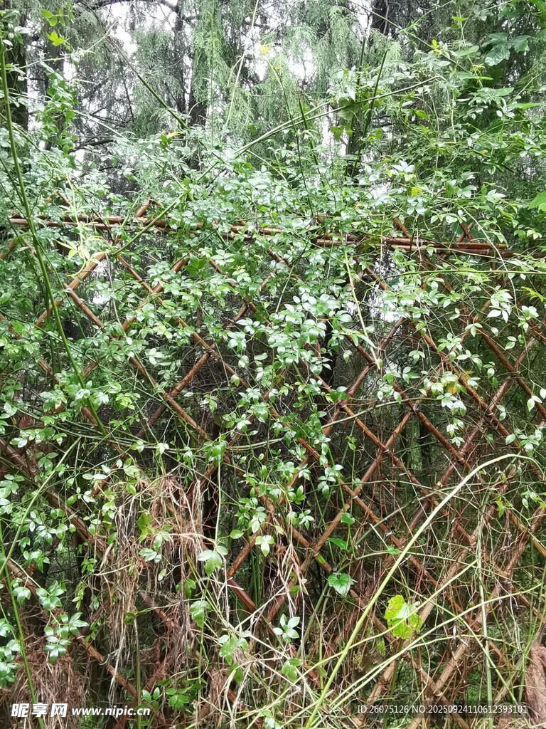 茂密绿植中的围栏景观