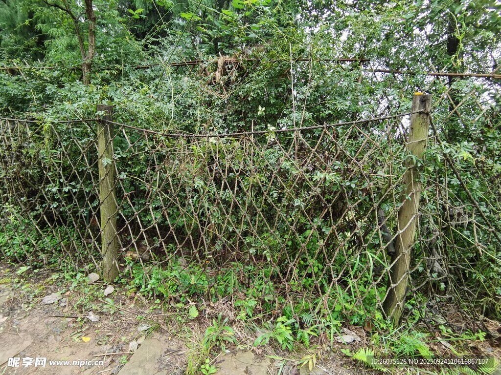 野外围栏旁的繁茂绿植