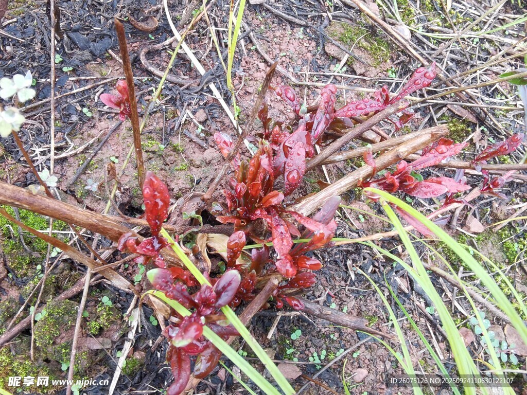 红色根茎植物特写
