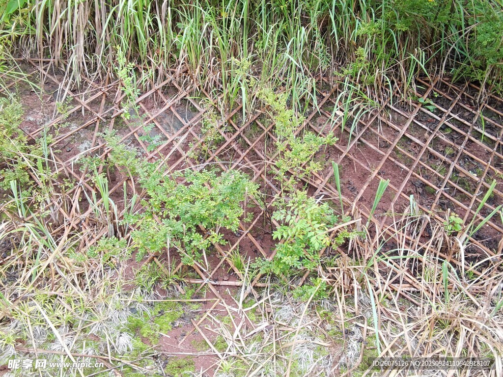 地面绿植与网格交织景象