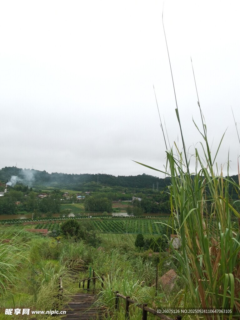 山间小径旁的葱郁草地