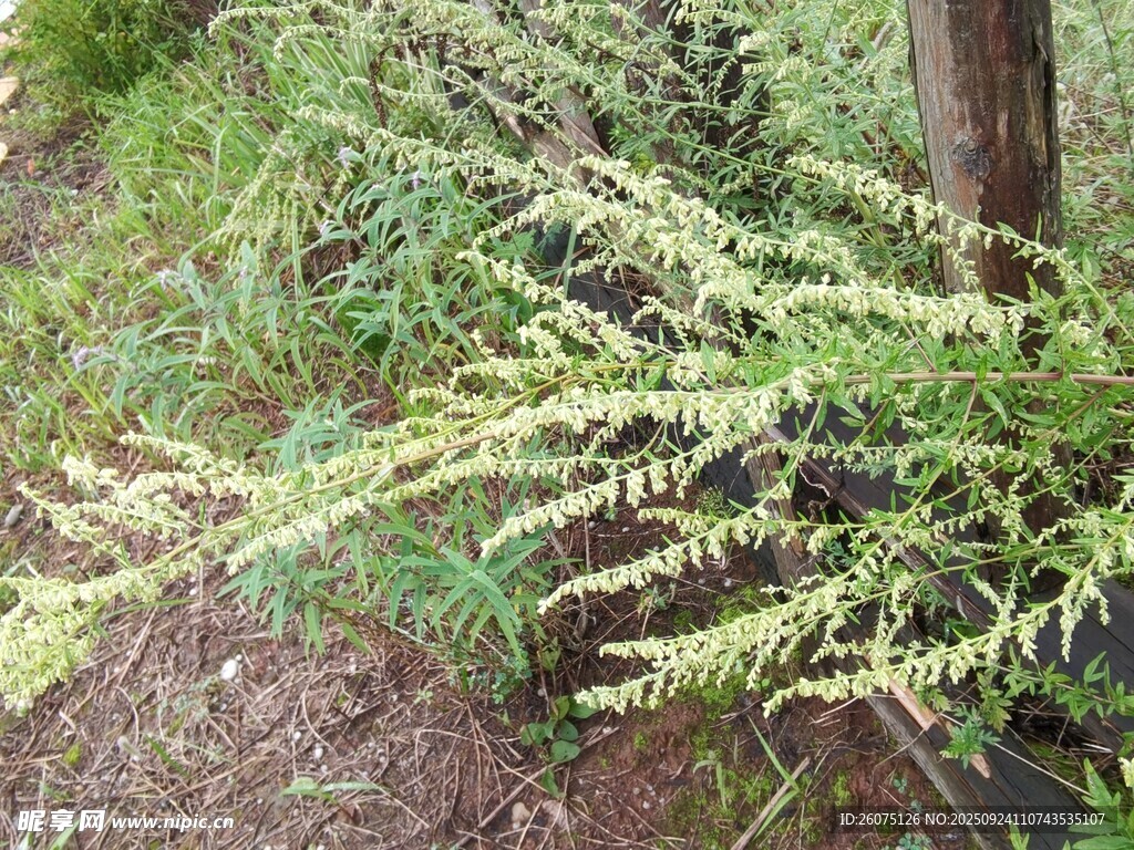 翠绿细长枝叶的植物