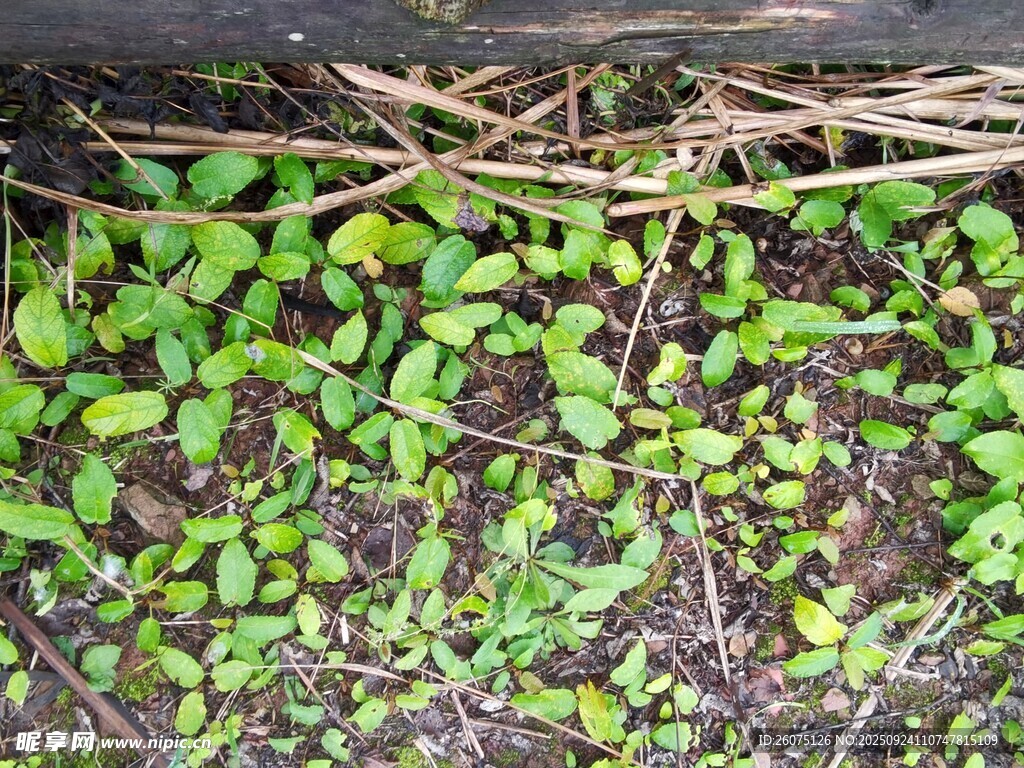 地面嫩绿植物生机勃勃