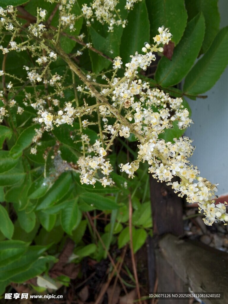 白色小花绽放绿叶间