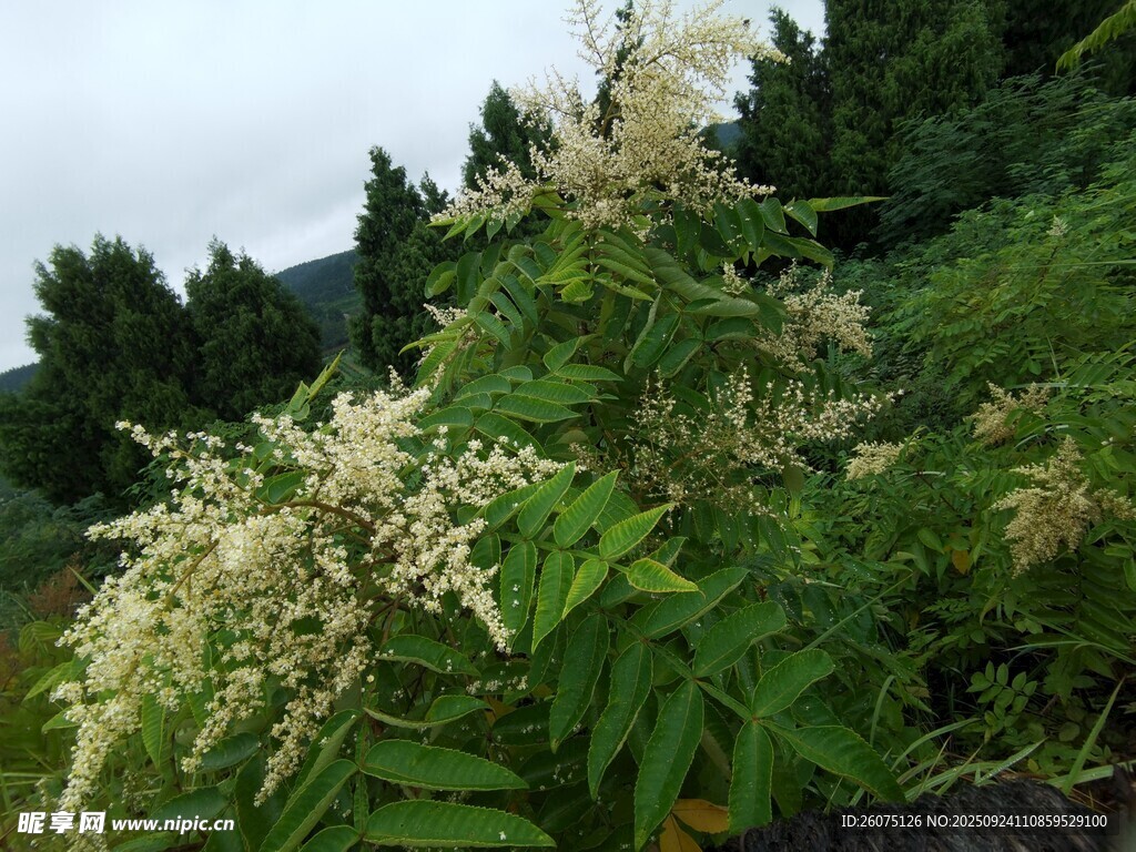 繁茂羽叶植物白花绽放